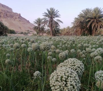 Home img 360x320